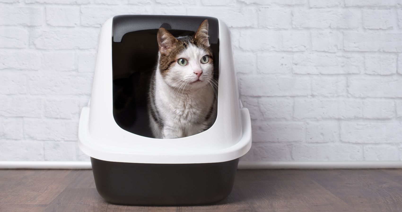 Higiene dos Gatos