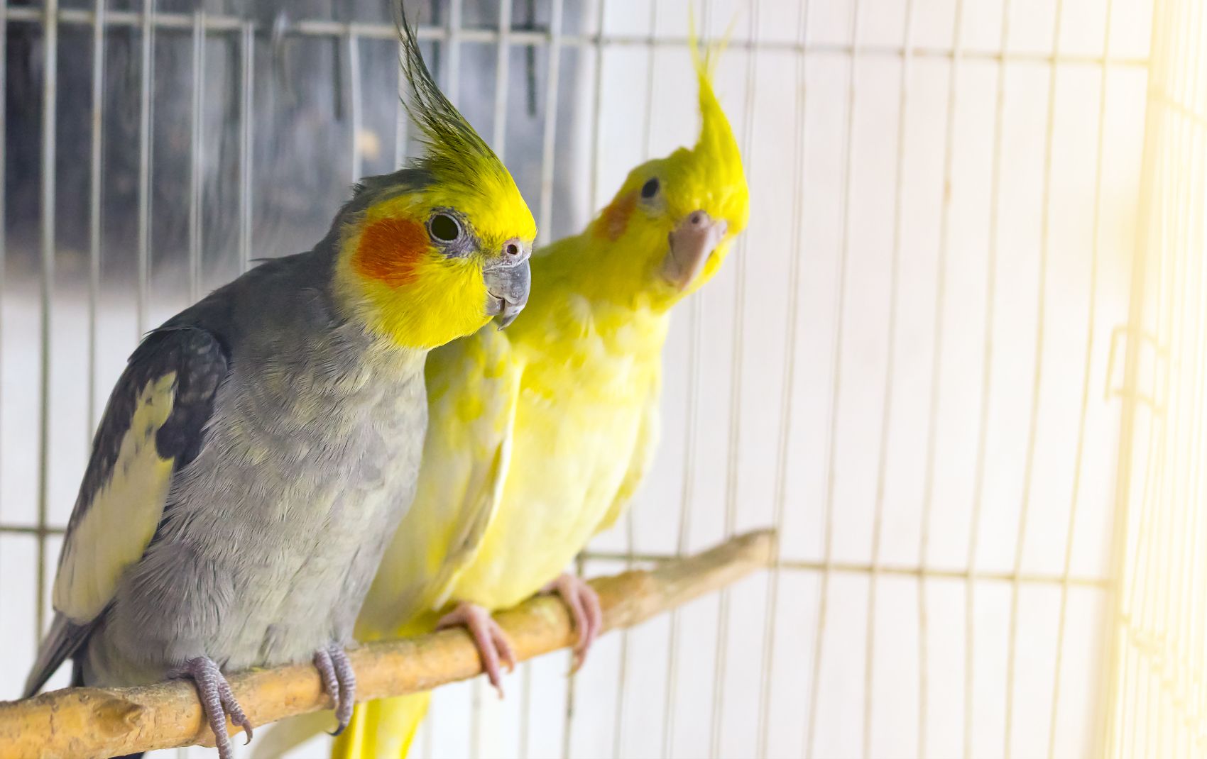 Produtos para aves
