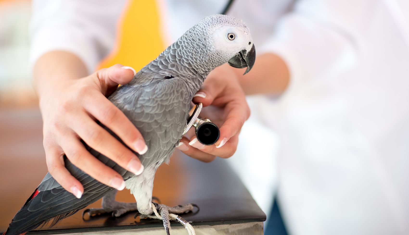 Saúde das Aves