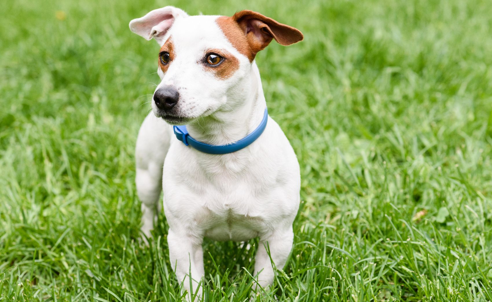 Desparasitantes para cães